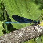 Photo taken by Carol H