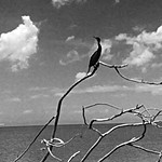Bird life on Lake Nicaragua | Photo taken by Hugh B