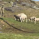 So many sheep | Photo taken by florence P