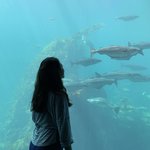 Ålesund Aquarium  | Photo taken by Jessica H