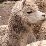 The wool source | Photo taken by Susan D