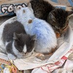 Photo taken by N.J. P