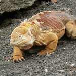 Galápagos land iguanas. | Photo taken by Katrina H