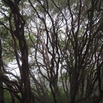 Stunning rhododendron forests. | Photo taken by William N