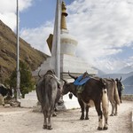 Namche-to-Tengboche | Photo taken by Lidia D