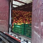 Leymebamba:  mango surplus | Photo taken by Janice V