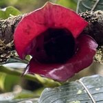 Photo taken by Jaya C