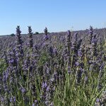 Photo taken by Lyon K