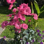 Gorgeous flowers, don't you think | Photo taken by Gilbert R