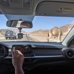 Camel crossing on the Desert Highway | Photo taken by Adam K