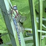 Dragonfly’s! | Photo taken by Stephen G