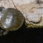 Photo taken by Linnaea M