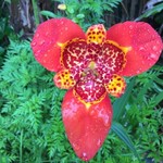 Orchid @ perico & lola’s | Photo taken by Janice V