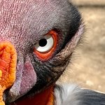 National Aviary | Photo taken by Todd M