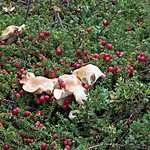 Yummy berries, with a mushroom in the middle | Photo taken by Kristin M
