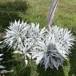 Photo taken by Vicki Lynn M