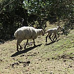 One of the herds of sleep | Photo taken by Kristin M