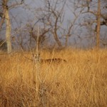 Panna Tiger Reserve  | Photo taken by Ivan T