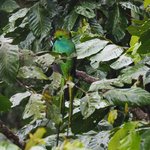 Quetzales! | Photo taken by Sandra C