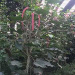 Butterfly habitat | Photo taken by B P