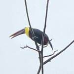 Photo taken by Roveen B