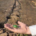 more dino prints | Photo taken by Darina B