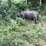 Rhino during Elephant Safari | Photo taken by matthew h