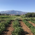 The vineyards | Photo taken by Rosemary L