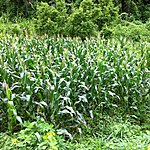 Corn fields galore | Photo taken by Rodney S
