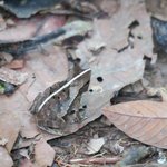 Unidentified frog | Photo taken by Wendy D