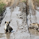 Hyenas cooling off in the road ahead of us. | Photo taken by Jonathan G
