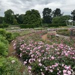 Savill Rose Garden | Photo taken by Steven Lee J