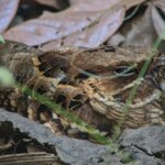 Photo taken by Kiko S