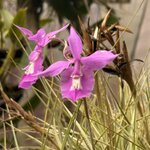 Photo taken by Ora Y