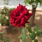 Photo taken by carolina O