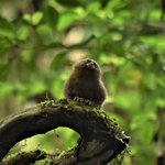 Pygmy marmoset | Photo taken by Robert T