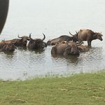Water Buffalo | Photo taken by Sylvanna C