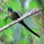 Violet-tailed Sylph hummingbird | Photo taken by Wendy D