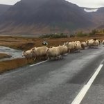 Unexpected joyful  stop for the herding of sheep | Photo taken by Judith M