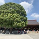Meiji Shrine | Photo taken by peter e