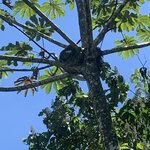 Sloth with a baby  | Photo taken by Diane B