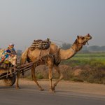 Decorated Camel and driver on road to Jaipur. Typical decorations include beads, flowers, and shaved pattern in the camel's hair.  | Photo taken by Jean M