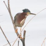 Photo taken by Joyce C