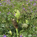 Photo taken by PETER S