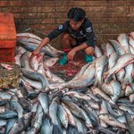The fishes at the fish market. | Photo taken by Tack S