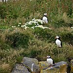 Dyrholaey  | Photo taken by William R