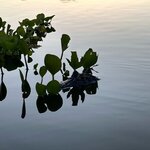 Photo taken by Kelvin V