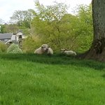 Rock of cashel grounds 1000ad | Photo taken by Lori R