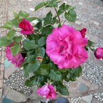 Photo taken by Gary G