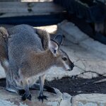 Photo taken by Linnaea M